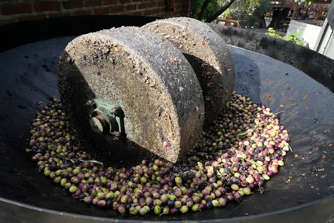 Taş devri yöntemiyle en kral zeytinyağını çıkarıyor! 6